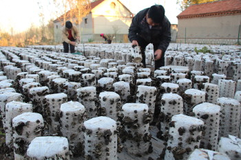 ɽ�����ݣ���ľ��1����80Ԫ���û�