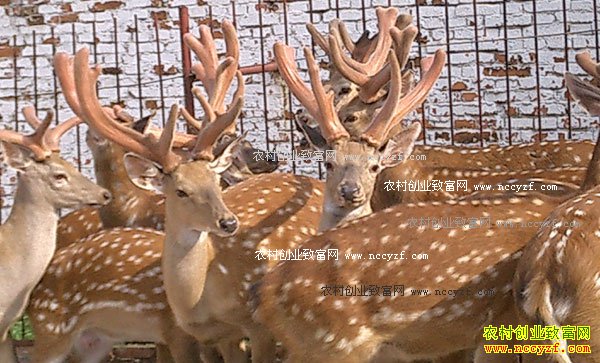 ������������ƽ���ֲ���¹Ч���