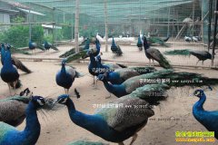 ������������������ȸ��ũ��ƶ�¸�