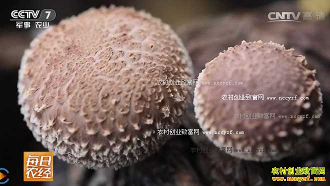 [ÿ��ũ��]�㹽������ û�뵽�����˺ü�Ǯ 20161209