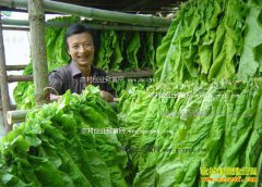 ����������־����ֲ��Ҷ���¸�����