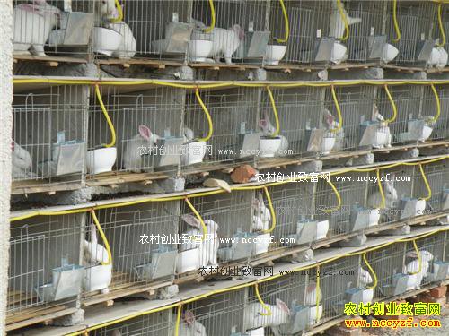 ���������ã�������ֳ���ɼ���