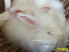 ��ë�ͳ�ë����ֳ����Ҫ��