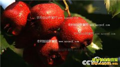 [�¸���] ���ϻ�����������ɽ髼ӹ�ɽ�֭����5000��