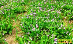 ��ֲ��ܸ׬Ǯ�� ��ܸ��ֲǰ����Ч�����