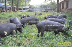 ������������ʤ��2000ͷ��������