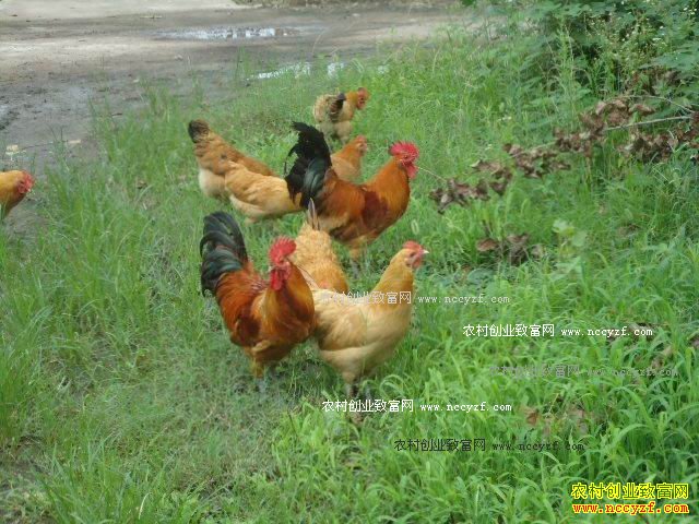 �����人��������ˮ�������̡�ι�������۱���