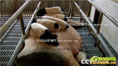 [�¸���]�㽭�������ֳ��è���ر�׬Ǯ