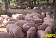 2016��12���Ĵ������۸����飺�������� ���л�ů