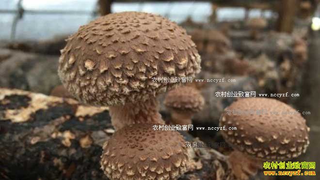 [ũ�����]�ӱ�ƽȪ�������㹽���г�����Ĺ���