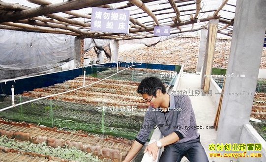 温室大棚养殖蜈蚣技术要点