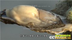 [�¸���]ɽ����ɽ��ۿ����ֳĵ��׬Ǯȫ��һ��ˮ