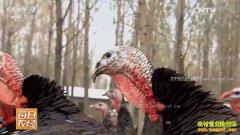 [ÿ��ũ��]�������٣�ɽ��ɢ����Ч���