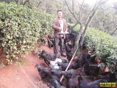 �Ĵ�������ï����̬��ֳ��԰��������Ч��