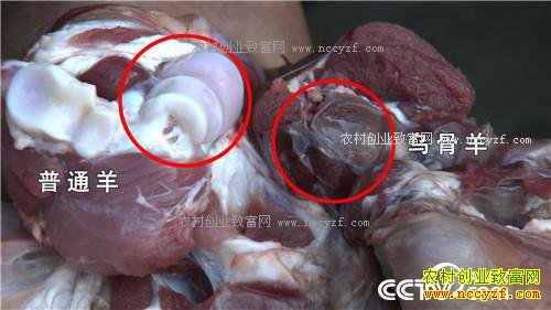 û�˸ҳԵ����� һ���������300��(2016.12.19 )