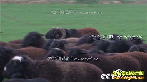 [�¸���]û�˸ҳԵ����� һ���������300�� 20161219