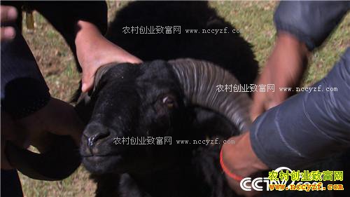 û�˸ҳԵ����� һ���������300��(2016.12.19 )