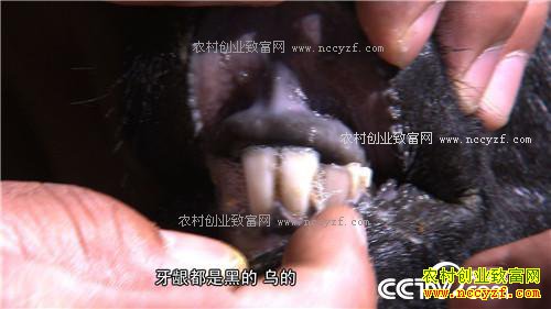 û�˸ҳԵ����� һ���������300��(2016.12.19 )