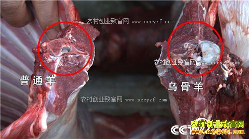 û�˸ҳԵ����� һ���������300��(2016.12.19 )