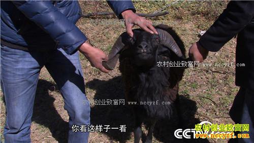 û�˸ҳԵ����� һ���������300��(2016.12.19 )