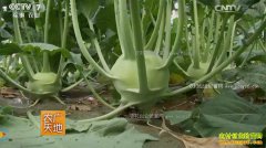 [ũ�����]�������������༼����Ƶ