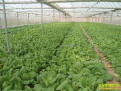 ������Ȫ�ز��ڴ�����ֲ���޲˰�����