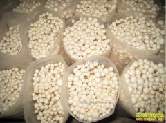 �����쳤�����۴�����Ģ��Ч���