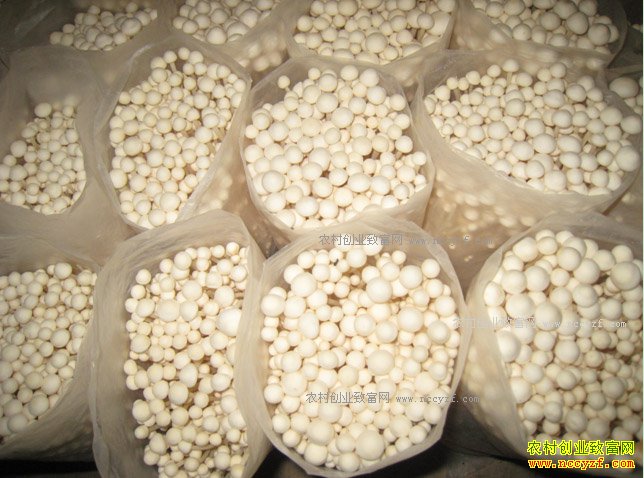 �����쳤�����۴�����Ģ��Ч���