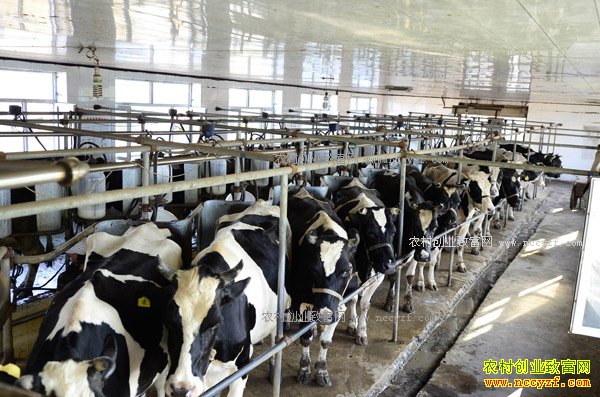 2017�갲��ʡ��ţ��ֳ��Ŀ������ʼ�걨