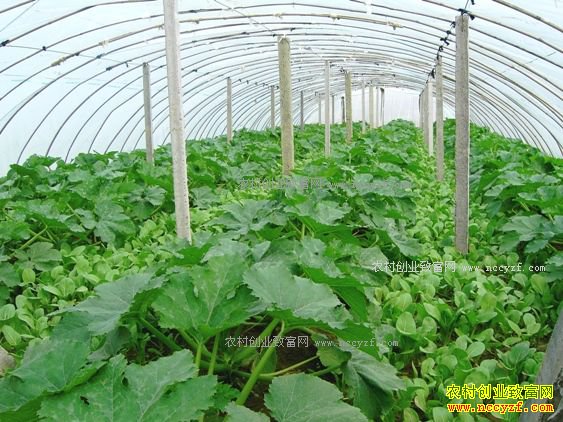 冬季大棚蔬菜施肥技术要点