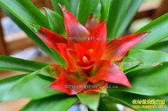 未来利润最高的农村创业致富项目