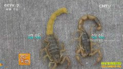 [ũ�����]ɽ�������﴿Т��ʽ��Ы�Ӽ�����Ƶ