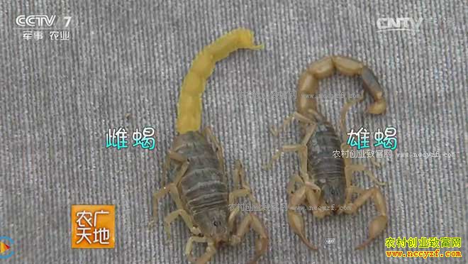 [ũ�����]��ʽ��Ы������Ƶ