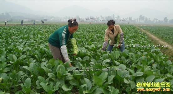 �߲������䡡��ũ���Ӧ�Բ���׬Ǯ��