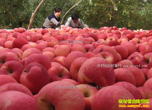 ����ƻ���۸����飺�츻ʿƻ���۸�һ·�ߵ�