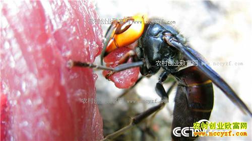 ɱ�˷������ǧ��Ƹ�(��) (2016.12.21)