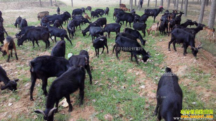 �����ϴ��Ľ������۱��غ�ɽ��