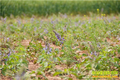 ��ֲ����׬Ǯ�� ������ֲЧ����������