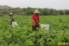 [ũ�����]�½�����������ɳĮ����ֲɳ��ɣ���ֵǧ��