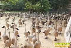 ����Ӧ�Ƕ�˾��������ֳ�ʵ¶��������