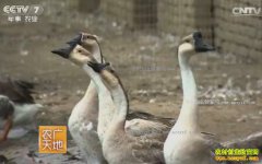 [ũ�����]����������������ֳ���ֻҶ켼����Ƶ