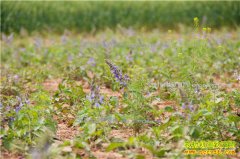 ��ֲ����׬Ǯ�� ������ֲЧ����������