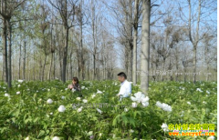 ��Щ��ҩ���ʺ�������ֲ��