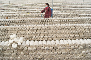 ɽ�����ȣ�����ո���Ģ����ũ���¸�����Ŀ