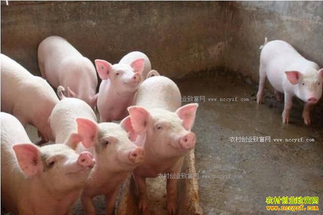 明年猪行情怎样,2017年入行养猪能赚钱吗?