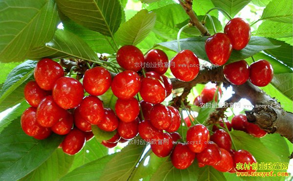 ������ֲ��ӣ�ң���ʩ�����ӣ�� ������������Ҫ