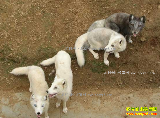 ������������������ֳ����500ֻ������20��Ԫ