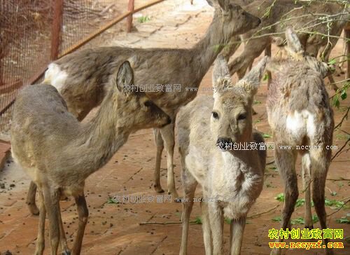 2016������׬Ǯ��2016������ֳǰ�����г��۸��������