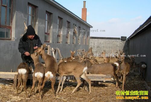 2016������׬Ǯ��2016������ֳǰ�����г��۸��������