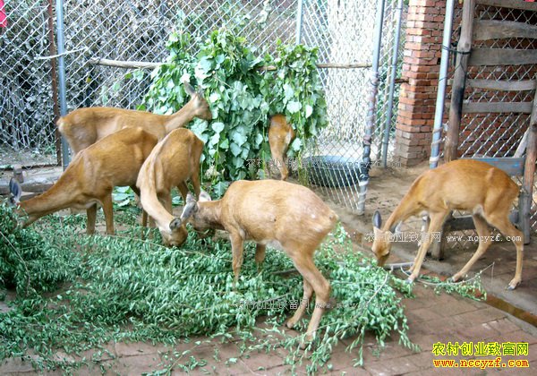 2016������׬Ǯ��2016������ֳǰ�����г��۸��������